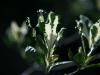 Fleur