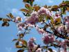 Hanami