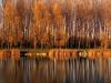 Automne à l'X