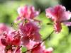 fleurs