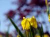 Fleurs